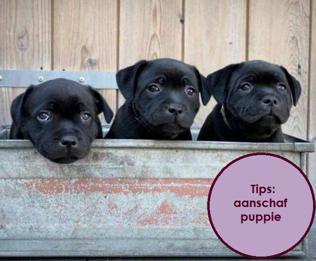 Tips aanschaf puppy