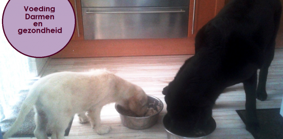 Voeding, Darmen, Gezondheid en Gedrag